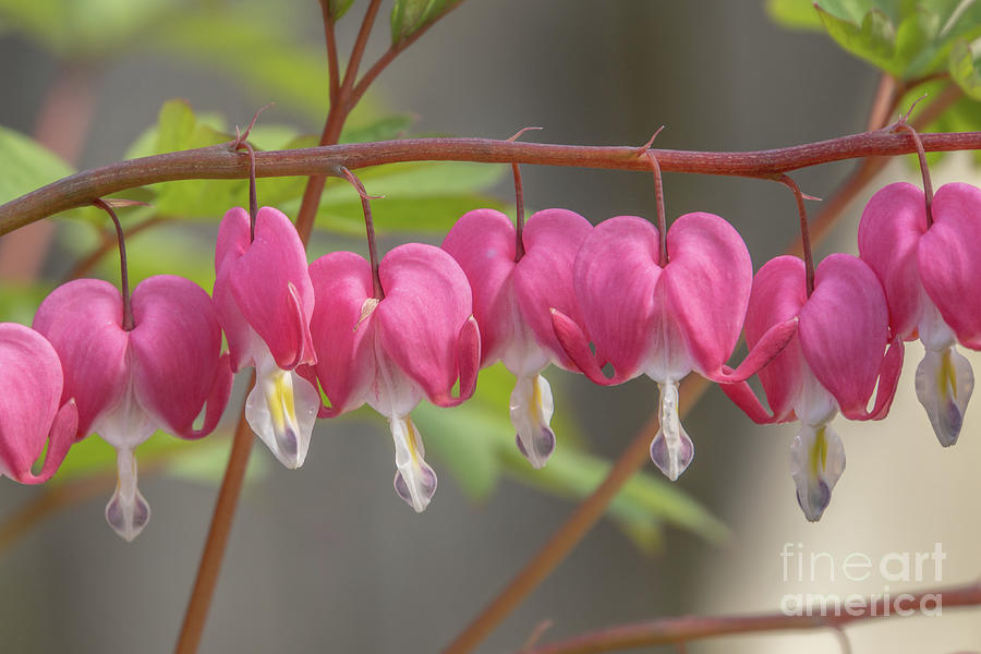 Branch of Asian Bleeding Heart Flowers Photograph by Nancy Gleason