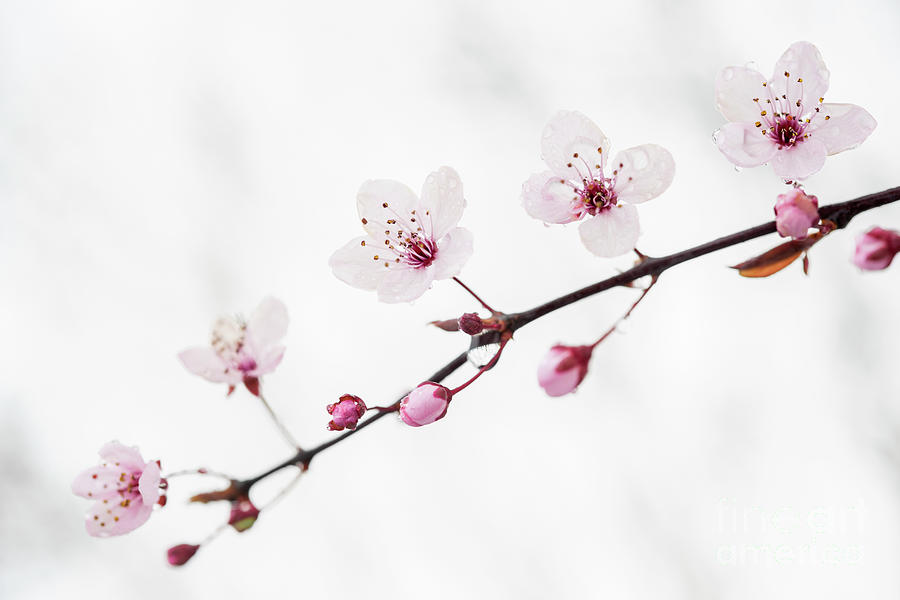 Flower Photograph - Branch of blooming cherry by Elena Elisseeva