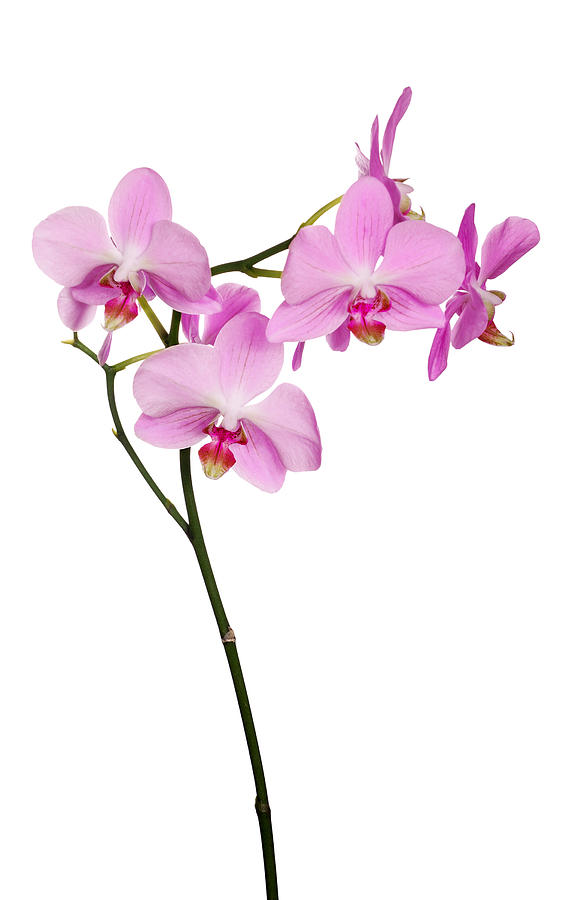 Branch Of Isolated Pink Orchids With Red Centers Photograph by DrPAS