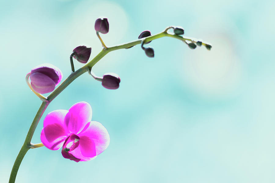 Branch of Phalaenopsis Orchid - Pink color Photograph by Cristina Stefan