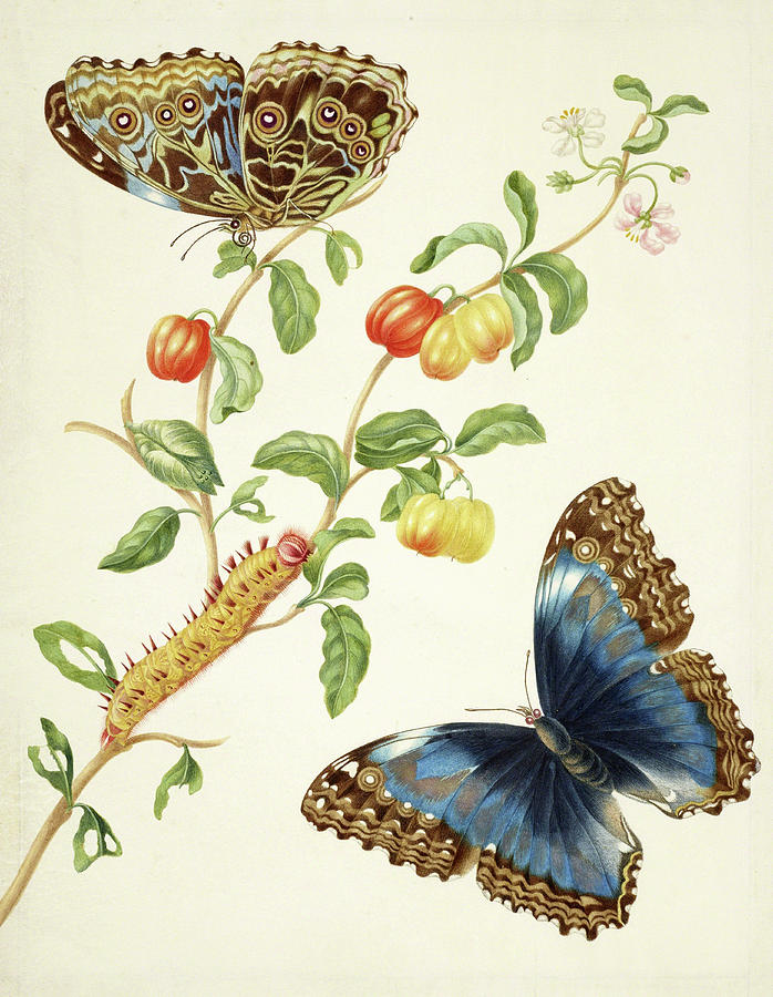 Branch of West Indian Cherry with Achilles Morpho Butterfly, 1703 ...