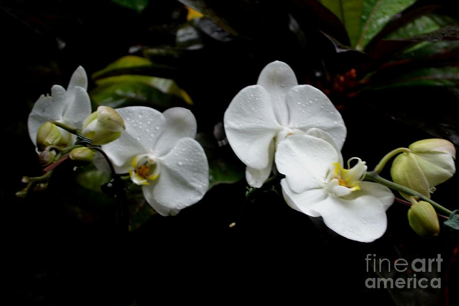 Branch of White Orchids Photograph by Expressions By Stephanie