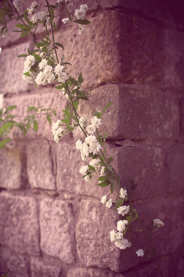 Branch of white roses on stone wall Photograph by Martonaphoto