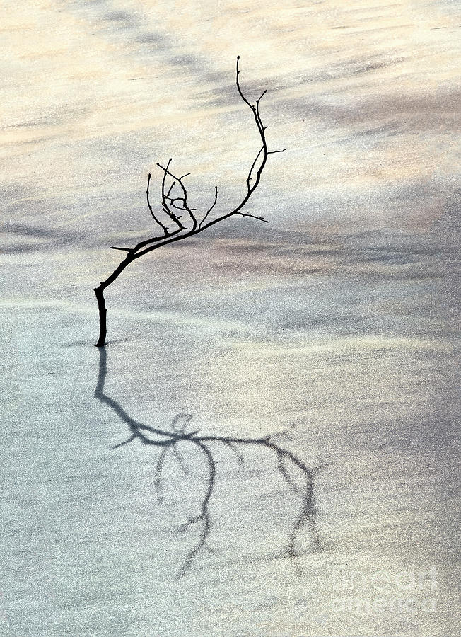 Branch on snow Photograph by Tatiana Bogracheva