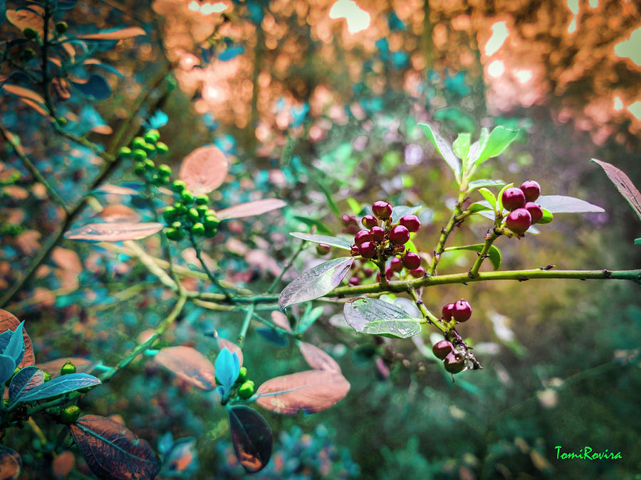 Branch With Red Fruits 202306031632162 Photograph by Tomi Rovira