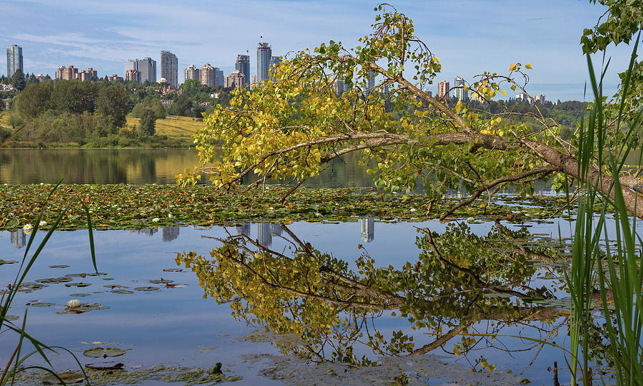 Branch with Yellowing Leaves  Over the Lake  Photograph by Alex Lyubar