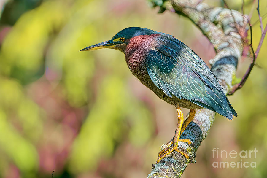 Branched Green Heron 2 Photograph by Judy Kay