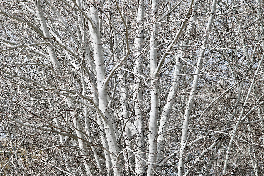 Branched Poplars Photograph