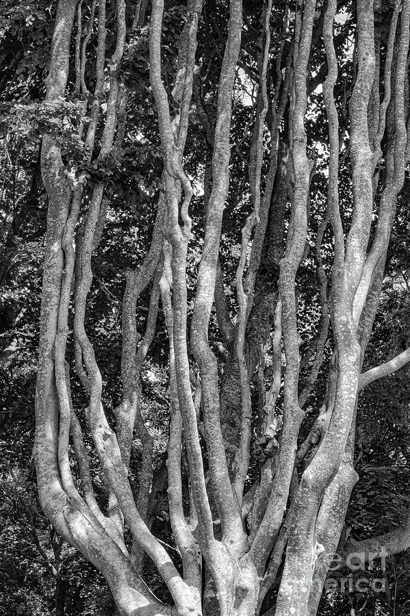 Branched Tree Trunk Photograph by Bob Phillips