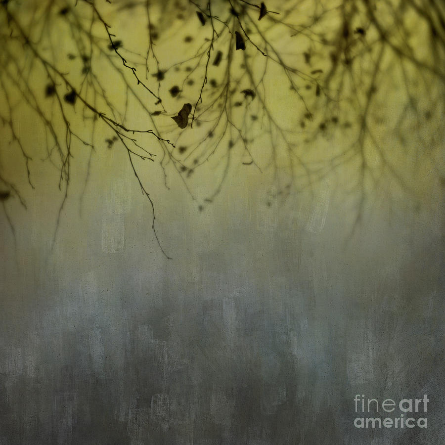 Branches abstract Photograph by Priska Wettstein