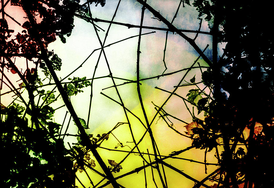 Branches Abstract Photograph by Susan Stone