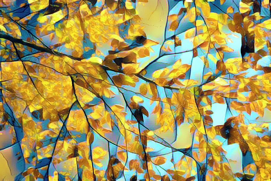 Branches Against the Sky Abstract Art Photograph by Debra and Dave Vanderlaan