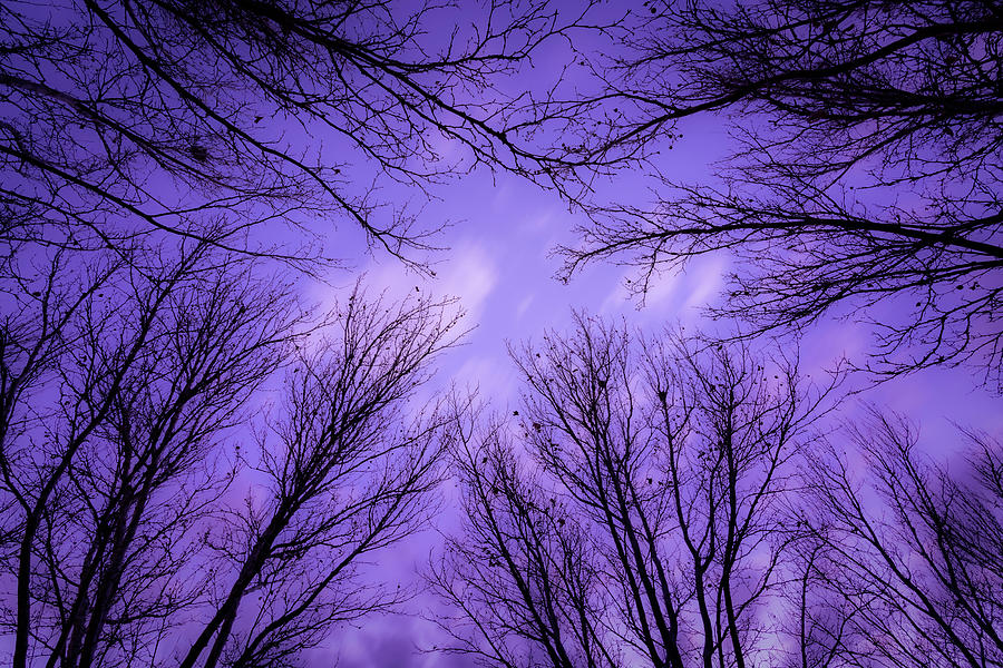 Branches Embracing Cloudy Sky Photograph By Robert Oleysyck Fine Art