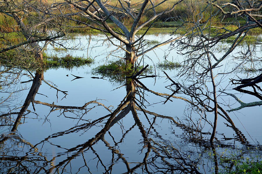 Branches Everywhere Photograph by Bruce Gourley Branches Everywhere Photograph by Bruce Gourley