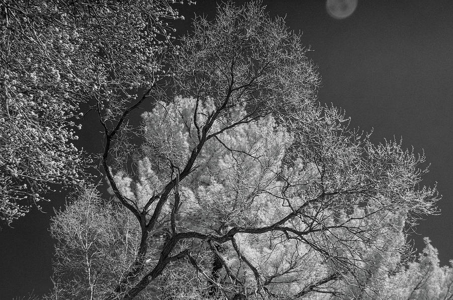 Branches in Infrared Photograph by Alan Goldberg