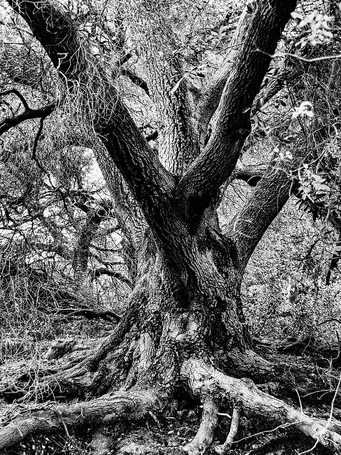 Branches Photograph by Jay Binkly