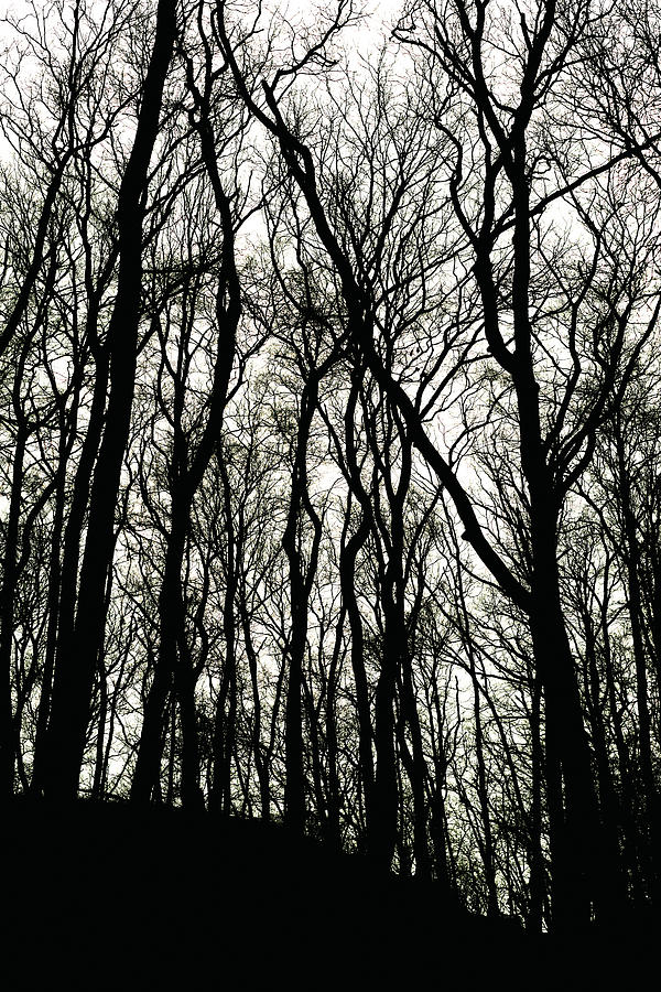 Branches leafless tree silhouettes in a forest during da Painting by Tony Rubino