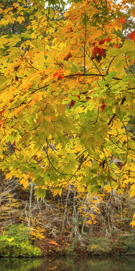 Branches of Autumn Golds II Photograph by Debra and Dave Vanderlaan