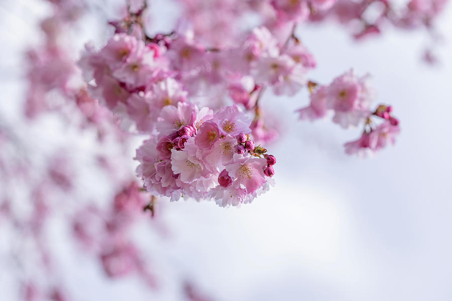 Branches of Cherry Blossom flowers Photograph by Manpreet Sokhi