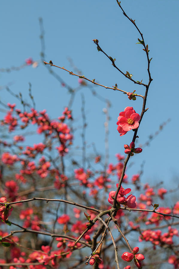 Branches of Flowering Quince Photograph by Jenny Rainbow