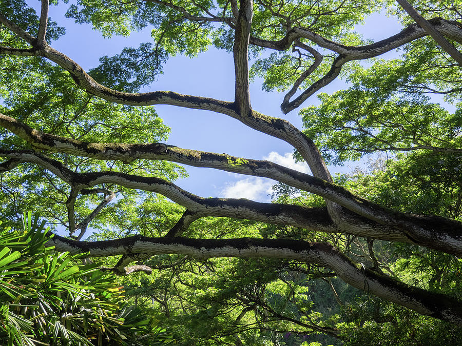 Branches of Kauai-869 Photograph by James C Richardson