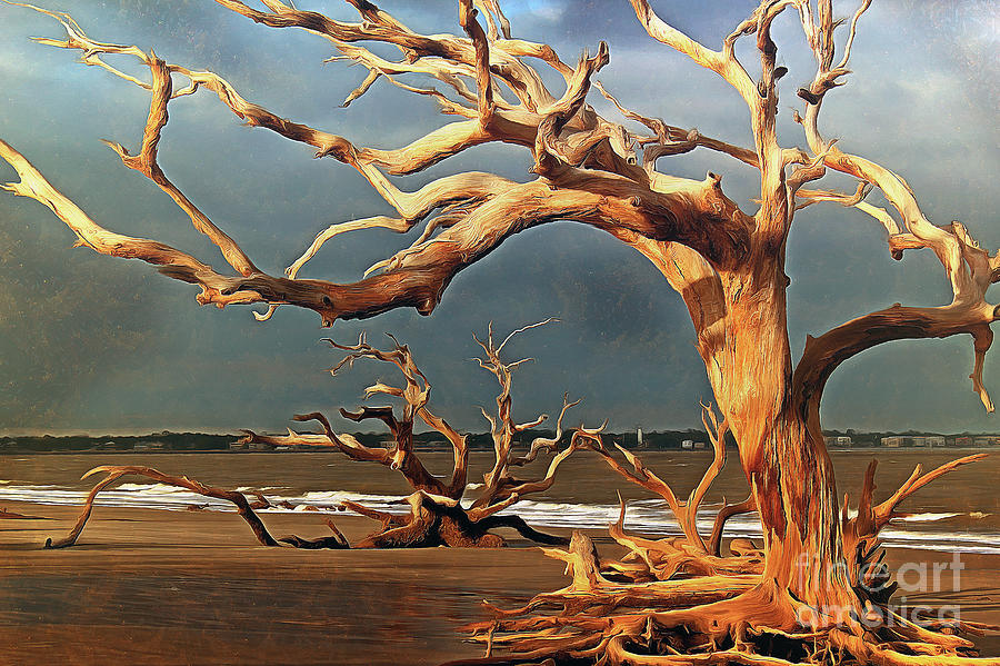 Branches of Time at Driftwood Beach Photograph by Sea Change Vibes