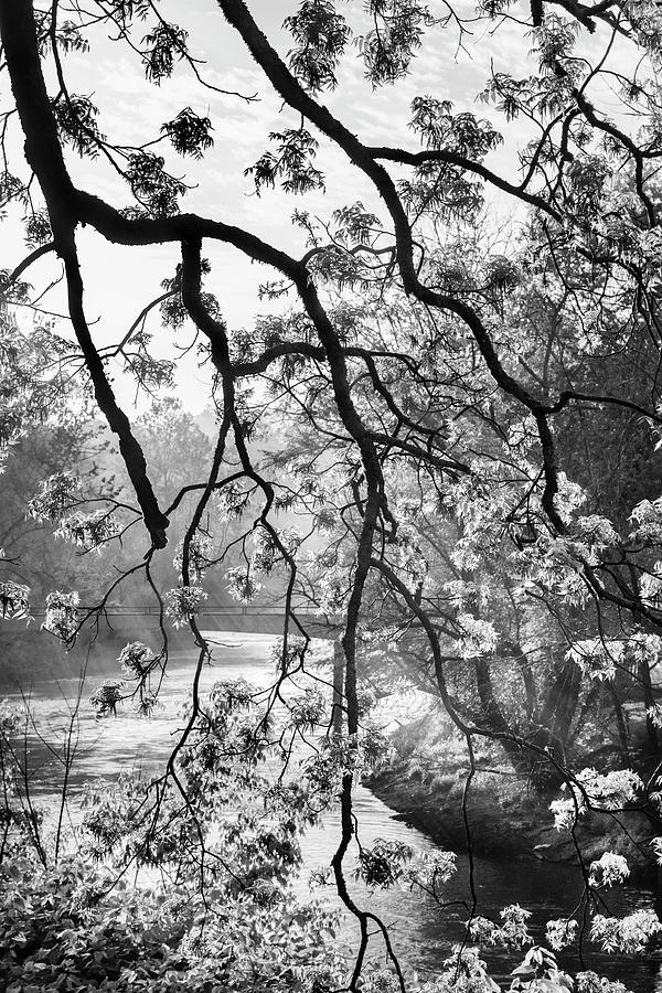 Mountain Photograph - Branches over the River in Black and White by Debra and Dave Vanderlaan