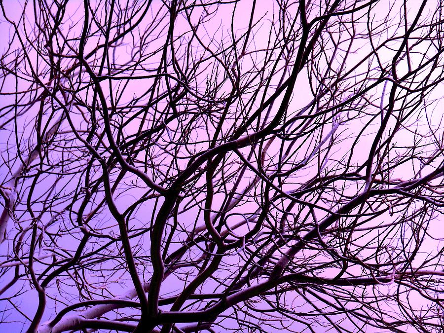 Branches Purple Photograph by Dietmar Scherf