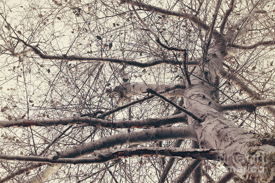 Branches So Wild Photograph