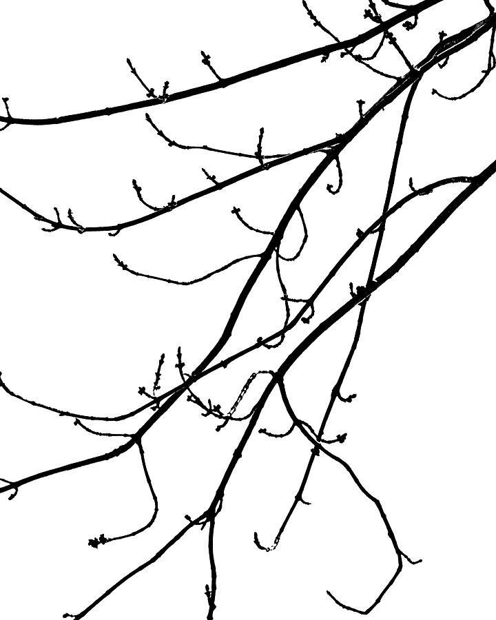 Branches Photograph by Steven Ralser