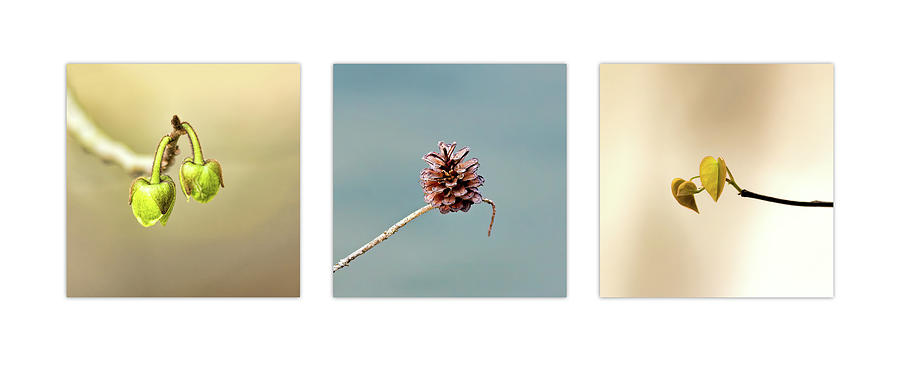 Branches Triptych Photograph
