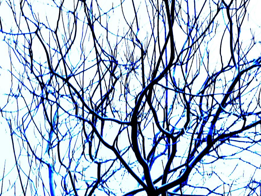Branches Winter Photograph by Dietmar Scherf