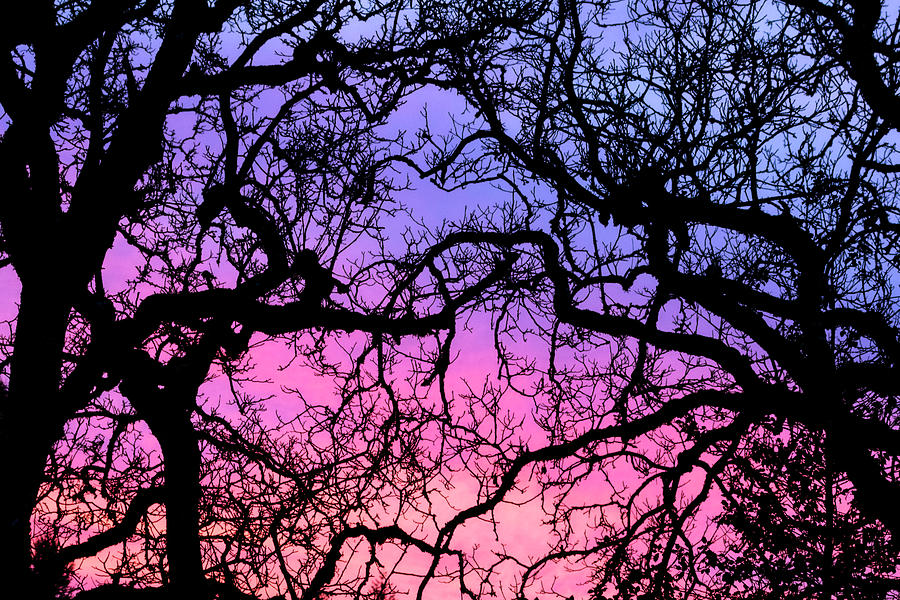 Branches Against a Colorful Sky Photograph by Catherine Avilez