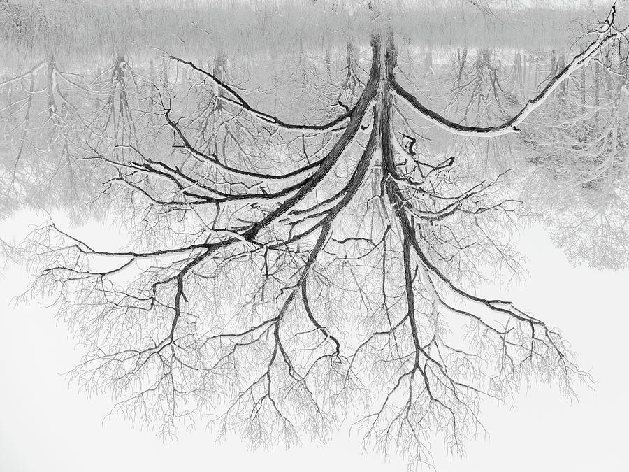 Branching Fractals Photograph by Scott Rackers