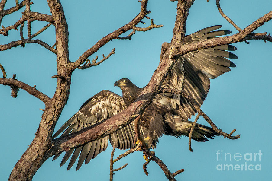 Branching Juvenile Eagle Photograph by Tom Claud