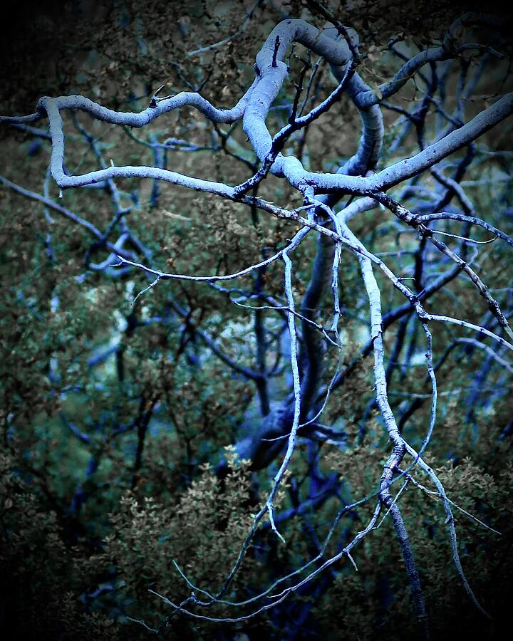 Nature Photograph - Branching Out by Bonnie See