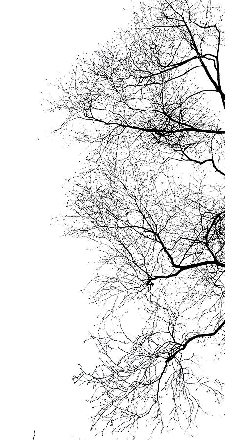 Branching Out Photograph by Six Months Of Walking
