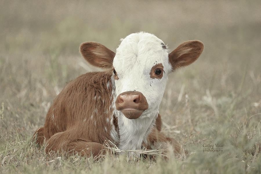 Brand new baby longhorn Photograph by Cathy Valle