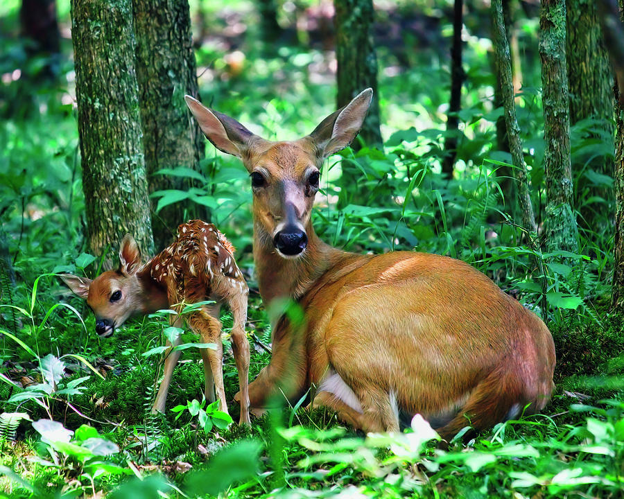 Brand Spanking New Baby Fawn Photograph by Laura Vilandre