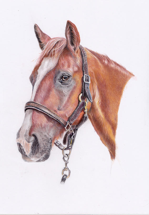 Brandy - Chestnut Horse Painting by Debra Hall