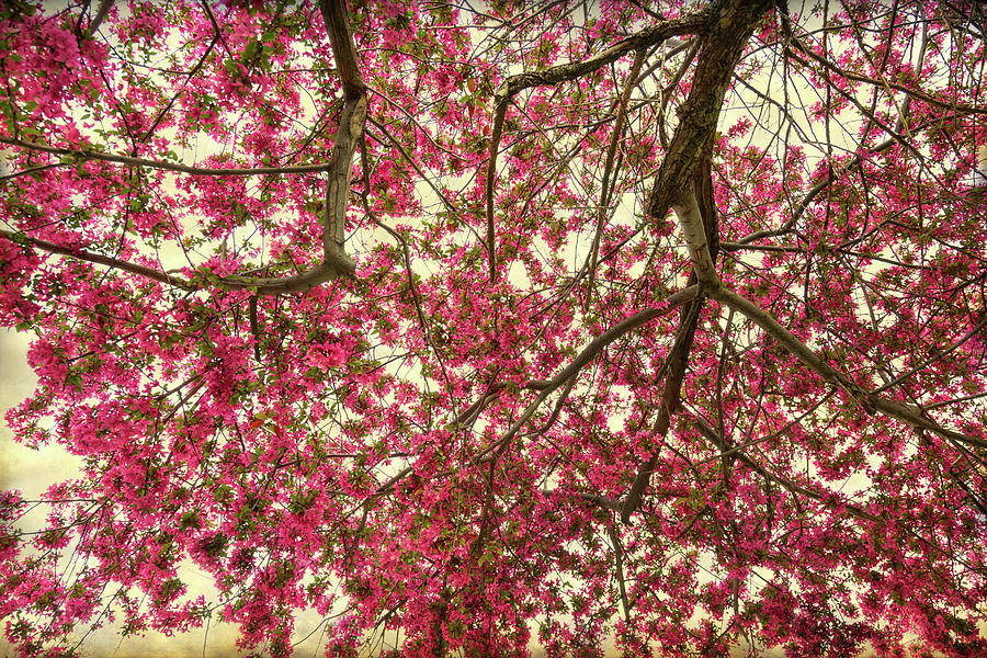 Brandywine Pink Crab Apple Blossoms Canopy Photograph