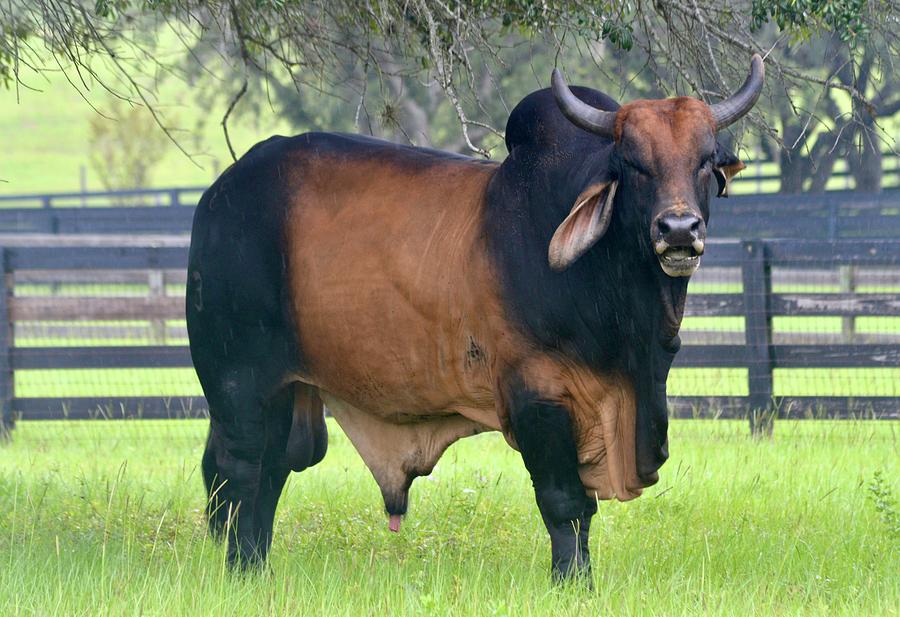 Brangus Bull Photograph