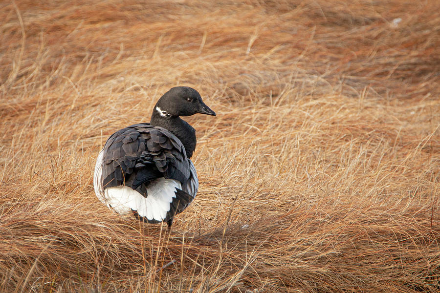 Brant Goose in the Marsh Photograph by Kristia Adams