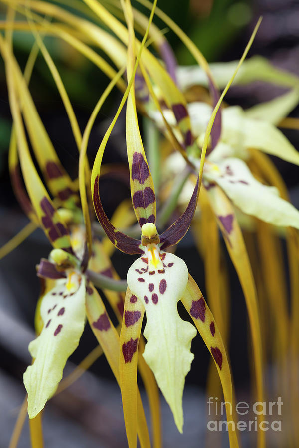 Brassia Arcuigera Or Spider Orchid Bali Botanic Garden Bali Photograph By Roberto 0155