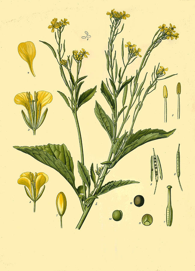Brassica juncea Drawing by Walther Otto Mueller