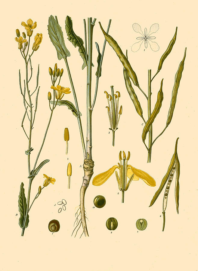 Brassica napus Drawing by Walther Otto Mueller
