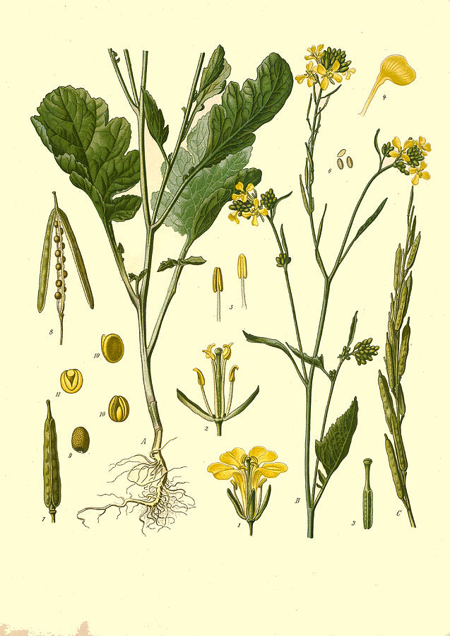 Brassica nigra Drawing by Walther Otto Mueller