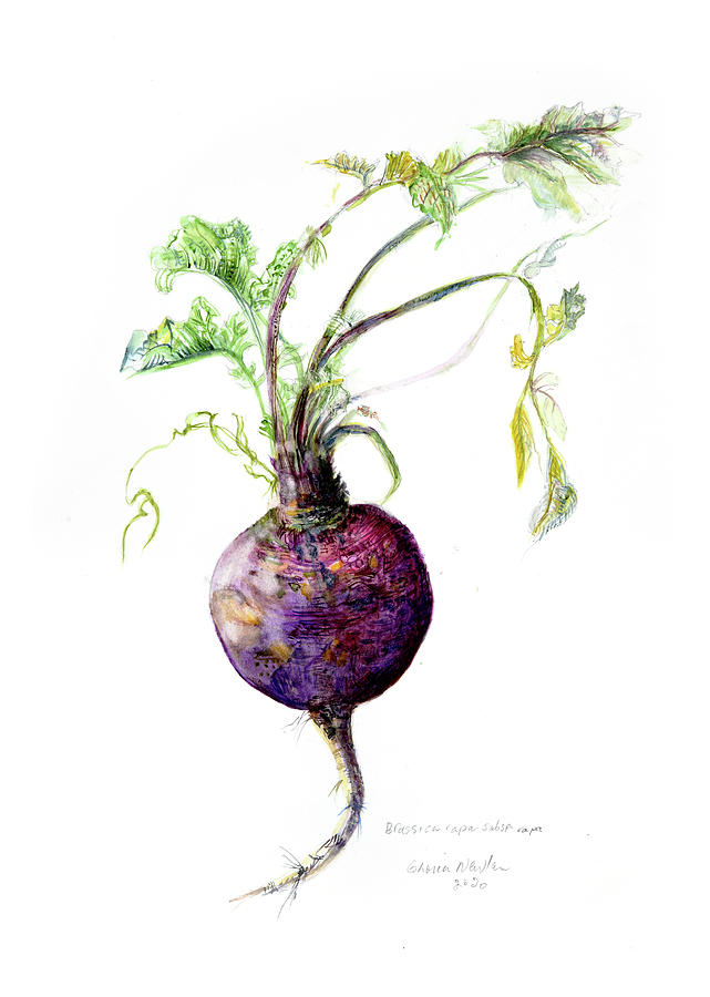 Brassica rapa. Subspecies rapa Painting by Gloria Newlan
