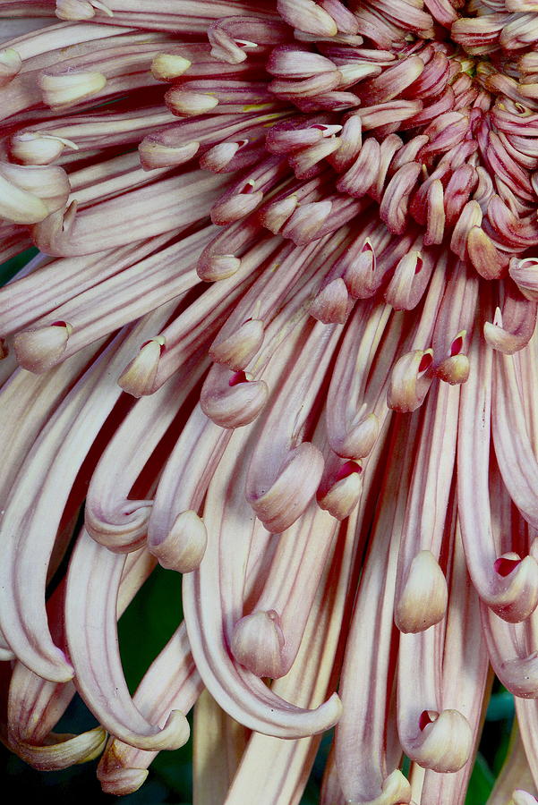 khrysanthemum last wood
