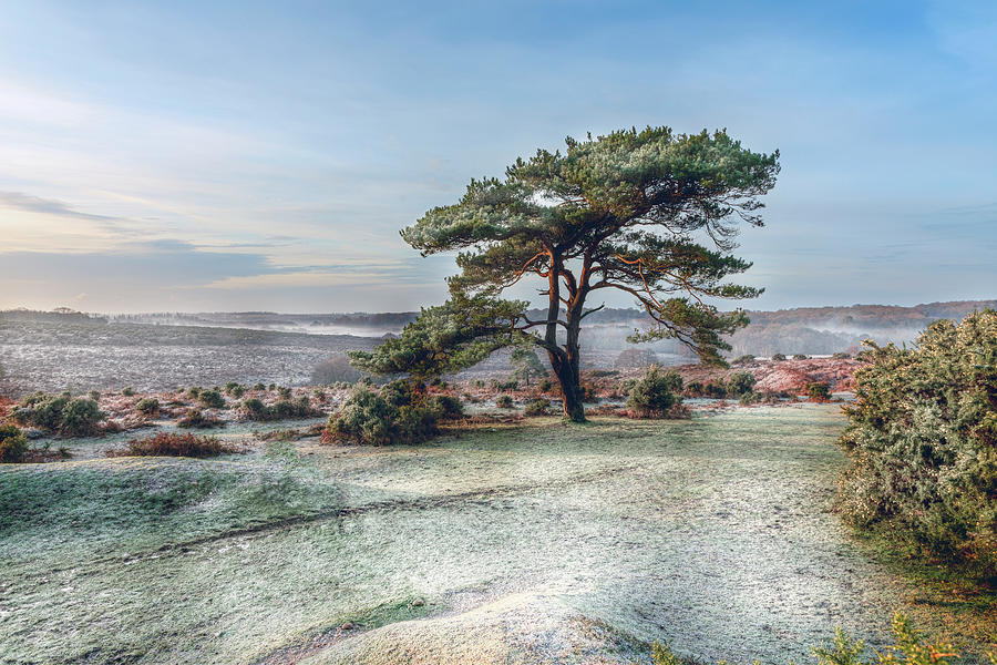 Bratley View - New Forest - England Photograph by Joana Kruse